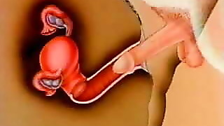Creampie, Big cock, Pregnant, Pussy, Cock